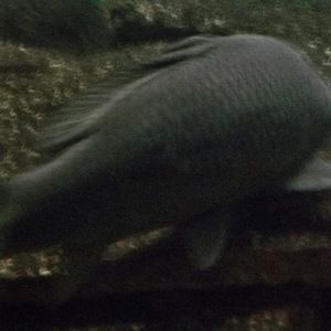 Meet your Posher, Karin